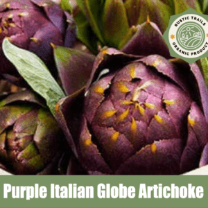 Purple Globe Italian Artichoke